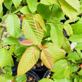 American Hornbeam - Carpinus caroliniana 'Wisconsin Red'